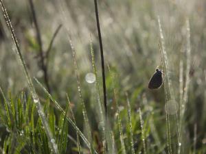 Pred_zajtrkom_Nina Doles